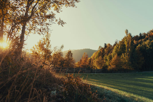 Solbelyst natur med skog och äng – en bild för årstidernas rytm, förändring och närvaro i naturen