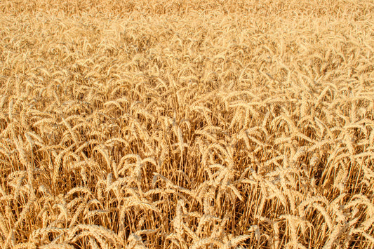 Gyllene vetefält redo för skörd – en bild för Lughnasadh, första skörden och det som bär frukt