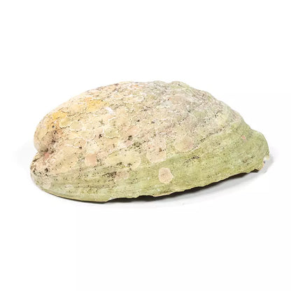 Paua-/abaloneskal sett från utsidan