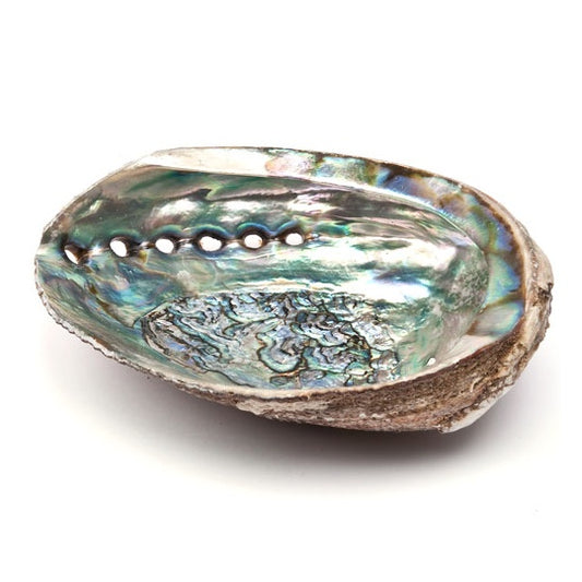 Paua snäckskal - Smudgeskål (Olika storlekar)